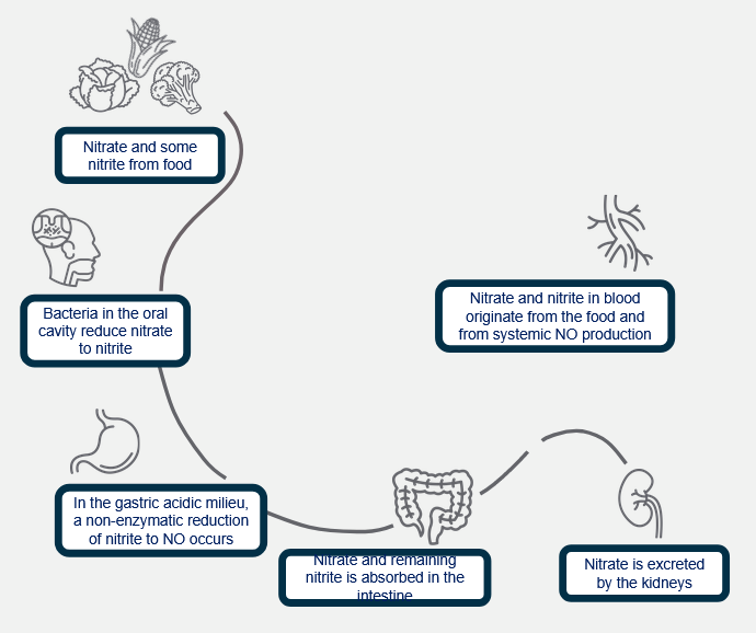 Nitric oxide production pathways